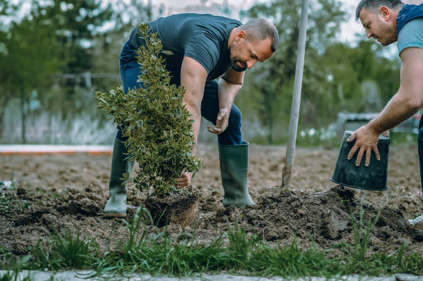 Best Stump Grinding Near Me  in Camp Barrett, VA